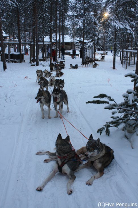 犬ぞりスタンバイ中。犬好きには堪りません。