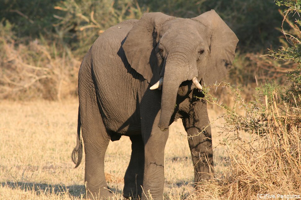 リウォンデ国立公園には象が多い