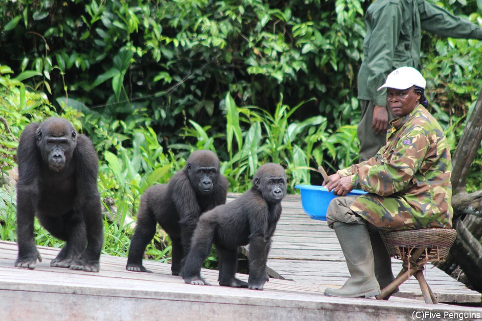 ローランドゴリラの保護区(コンゴ共和国）