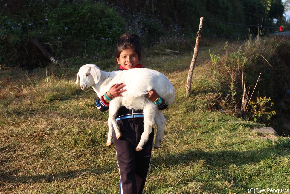 ヤギを持ち上げる女の子(アスタム村/ネパール)