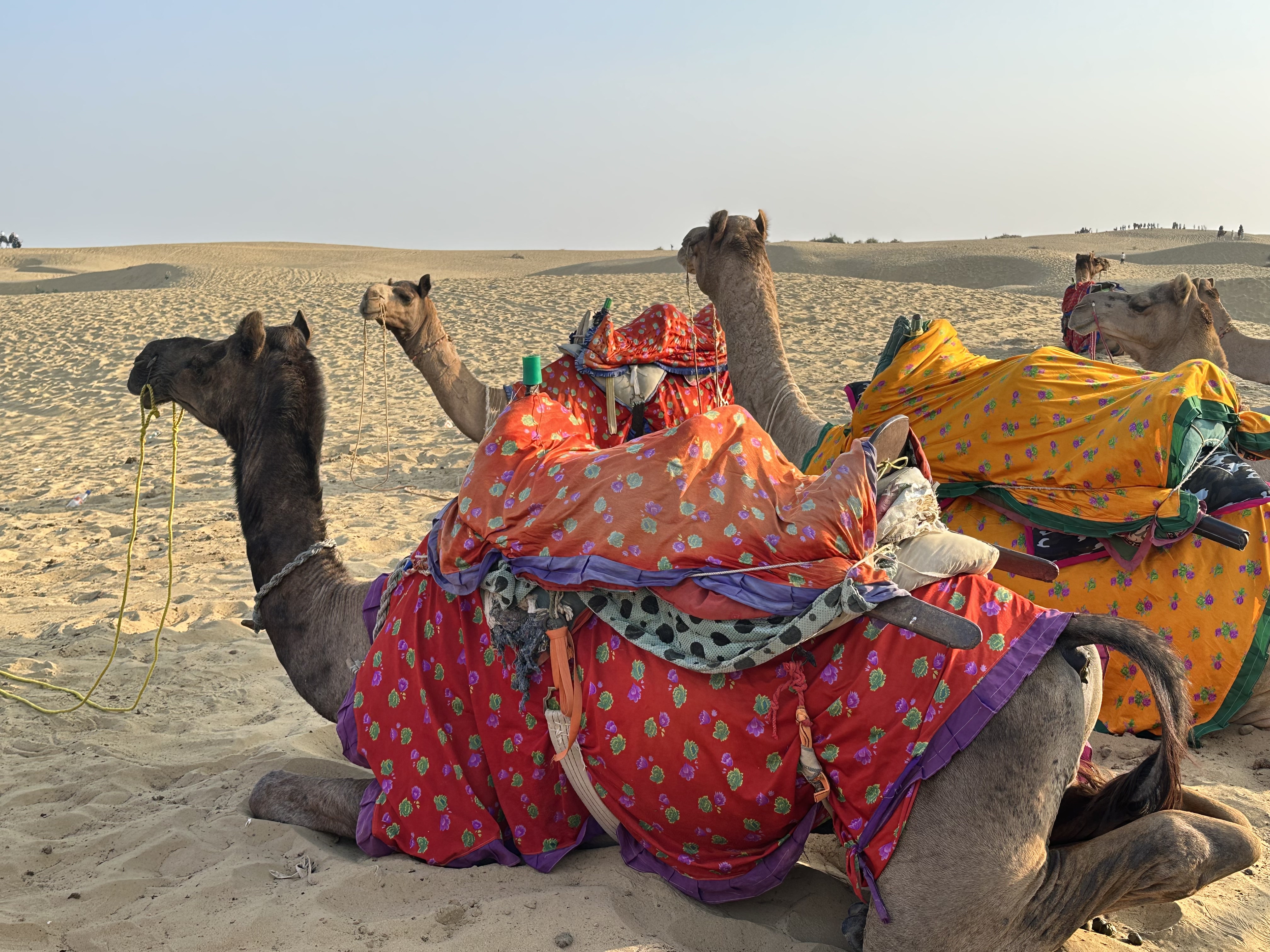 サム砂丘(ジャイサルメール)