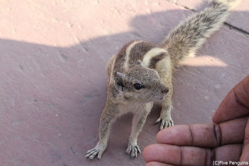 動物にさわるのは避けましょう(アグラ)