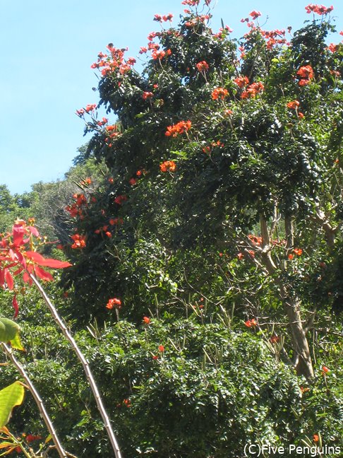緑が多く、花がたくさん 咲くドミニカ国