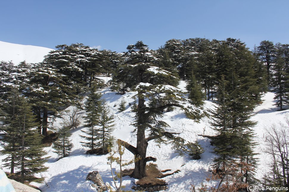 レバノン杉の群生地