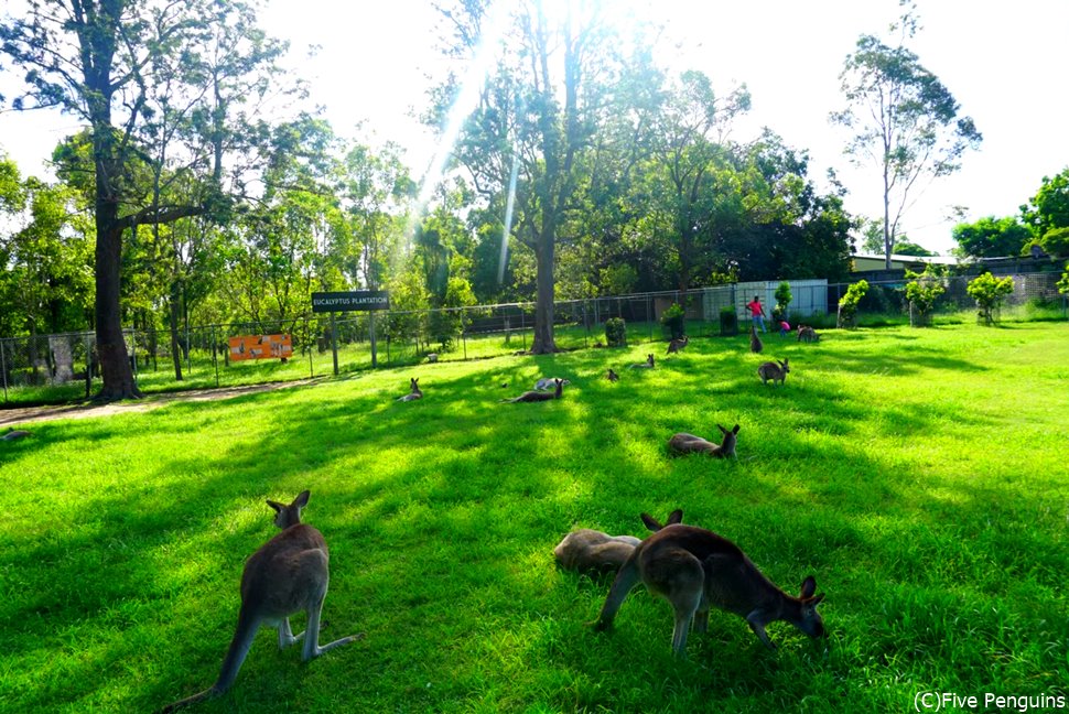 広い敷地にカンガルーがたくさん!