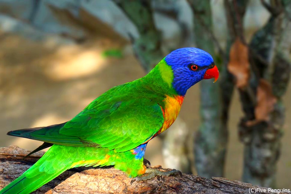 虹色の鳥、レインボーロリキートも野生で見られるかも！