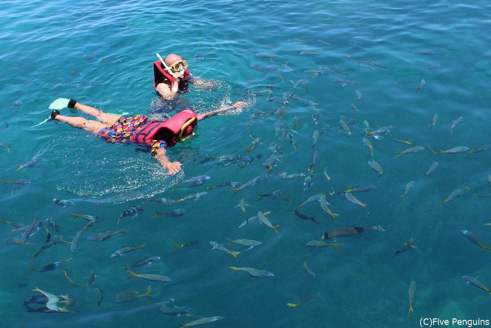 たくさんの魚が集まってくる!