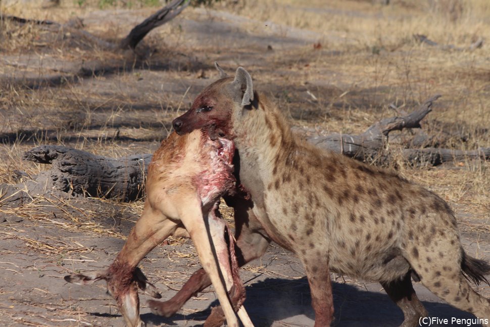 獲物を盗んでスタスタ逃げるハイエナ