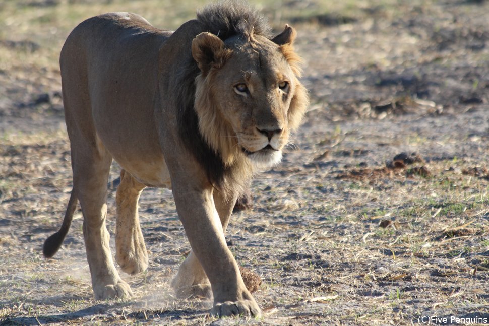 オカバンゴでライオンを見て騒ぐ人は少ない