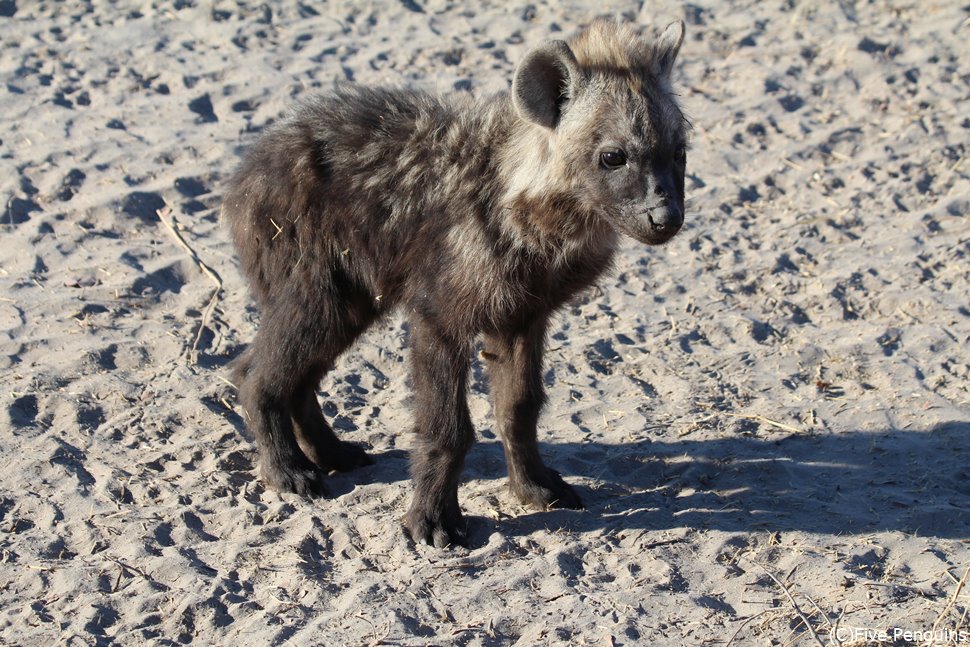 サファリカーが珍しく近付いてきたハイエナの赤ちゃん