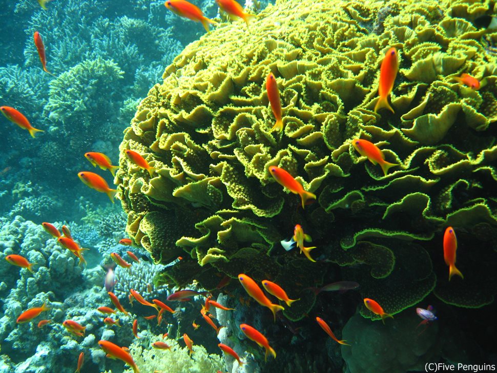 キャベツサンゴやキンギョハナダイが見られる紅海