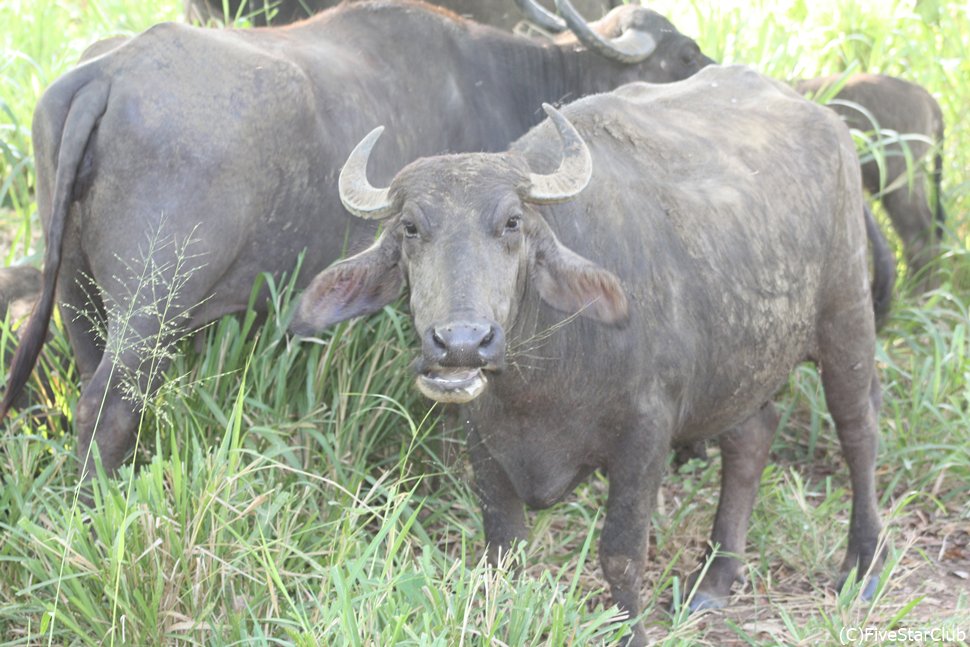 バッファロー<ミンネリア>