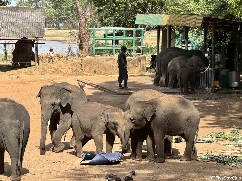 かわいい子ゾウたちに会いに行こう！