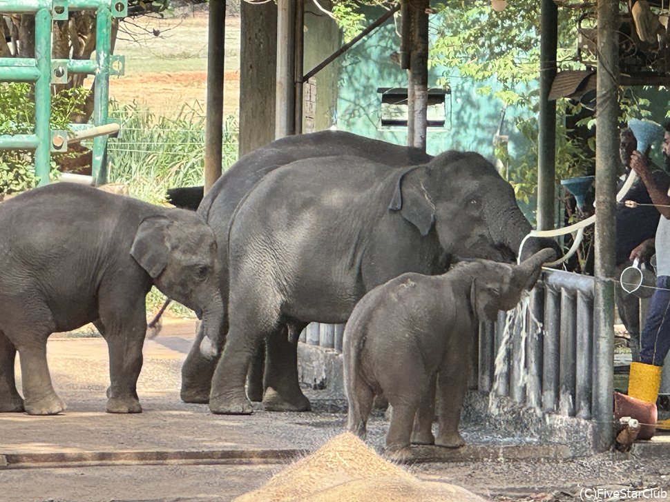 ミルクを飲むのは1~5歳までの赤ちゃんゾウだけ