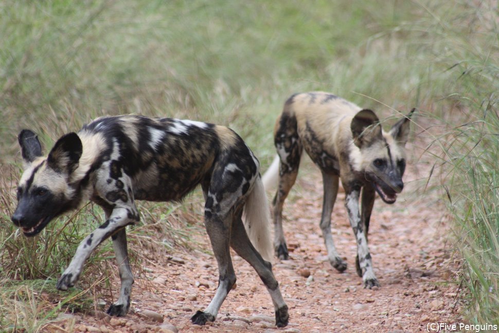 ワイルドドッグ(日本名リカオン）は希少動物