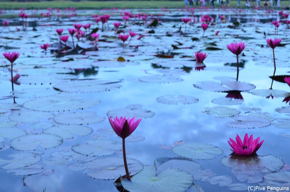 アンコールワット 朝にきれいに咲く睡蓮の花