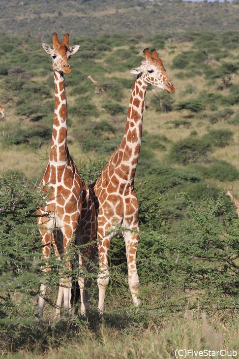 アミメキリン＜ロイサバ動物保護区＞