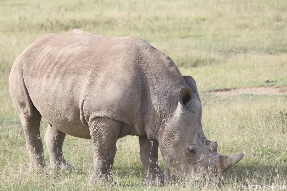ナクル湖で白サイ発見!