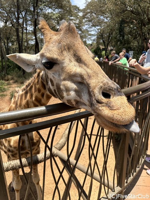 ジラフセンター＜ナイロビ＞