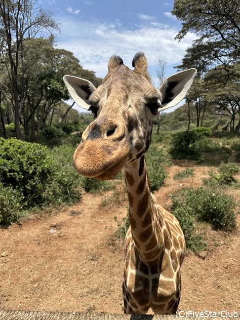 ジラフセンター＜ナイロビ＞