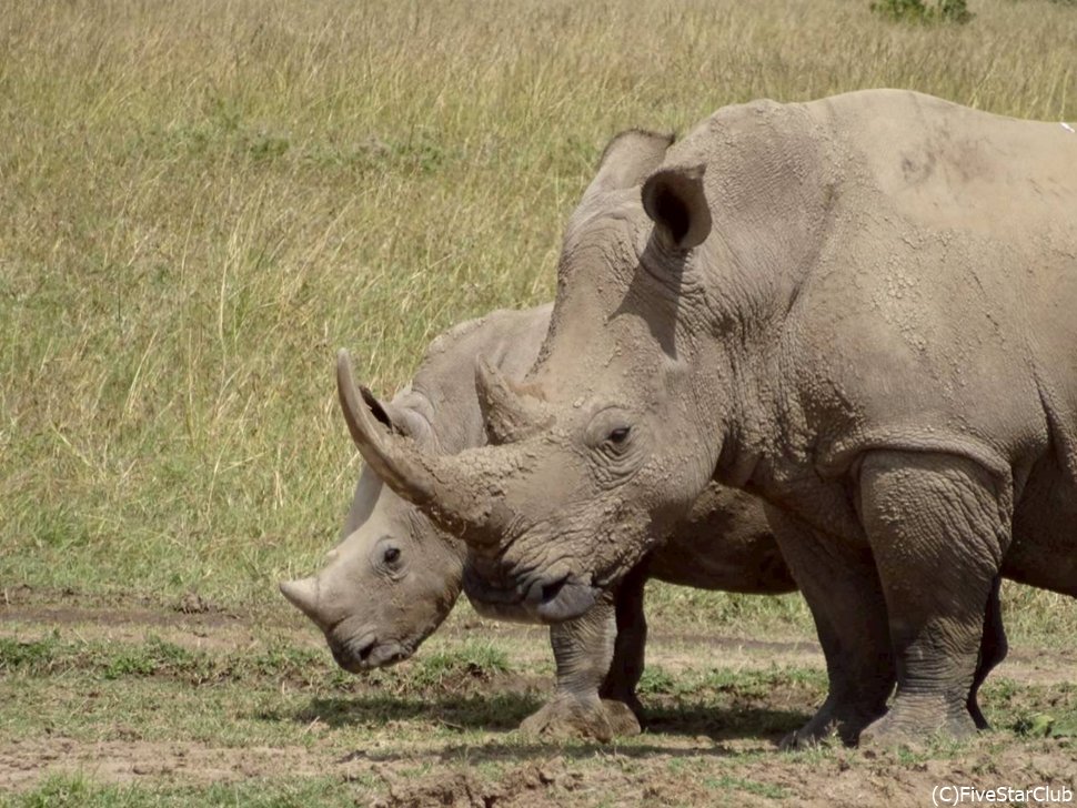 オルペジェタではサイがよく見れる<オルペジェタ動物保護区>
