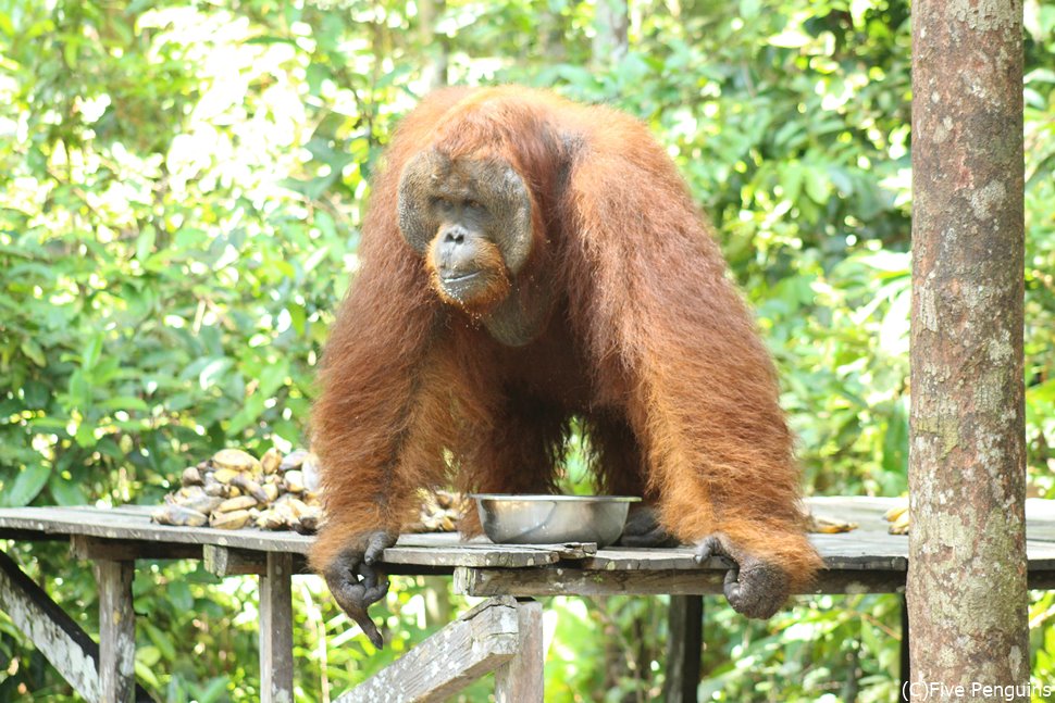 餌付け場にやってきた野生のオランウータン