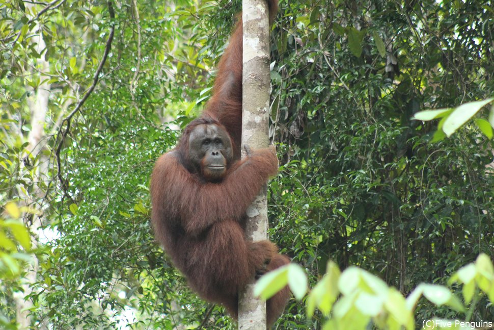 木に登ったまま様子をうかがうオランウータン