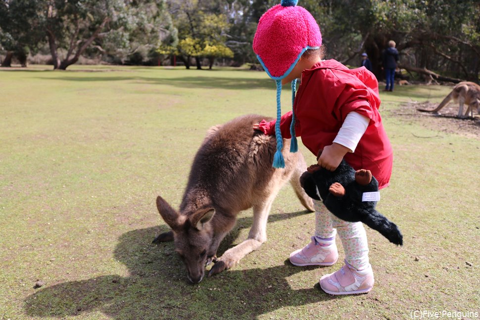 カンガルーとのふれあいも楽しみ