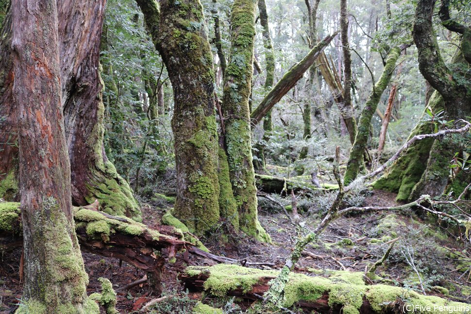 苔むした木々が雰囲気抜群