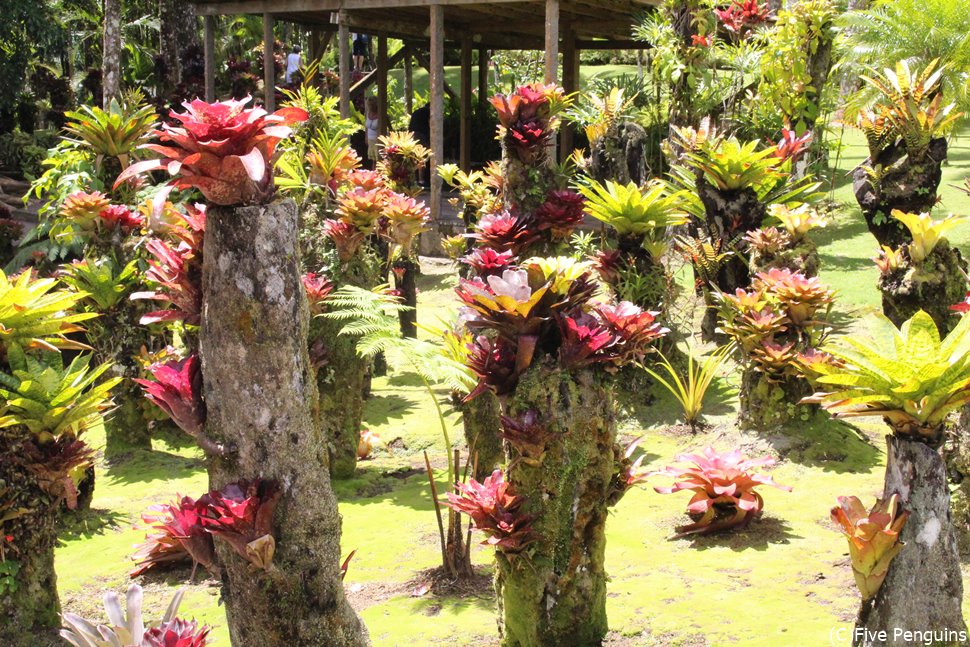 見たことのない植物1