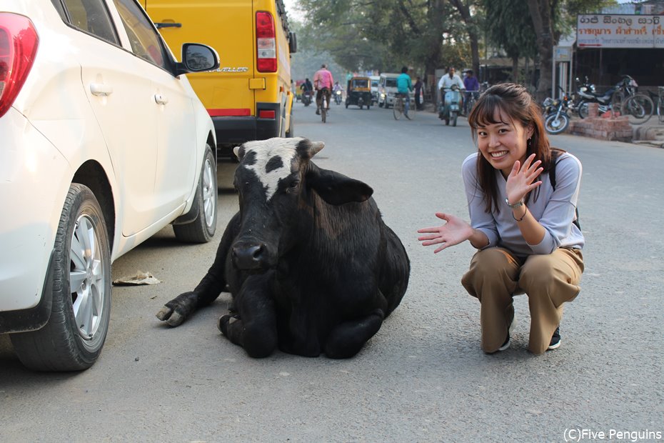 道路のど真ん中に牛。さすがインド！これぞインド！な風景です。