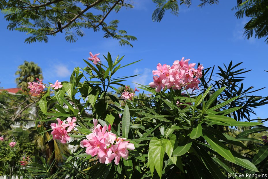 ガイアナ熱帯植物園(ジョージタウン）