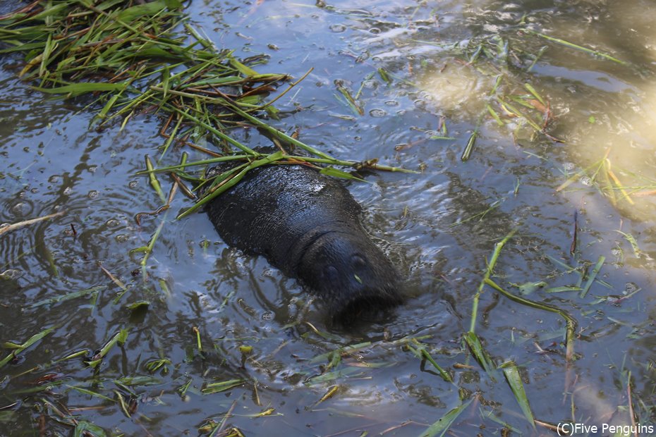 動物園の池でマナティが泳いでいる＜ジョージタウン＞