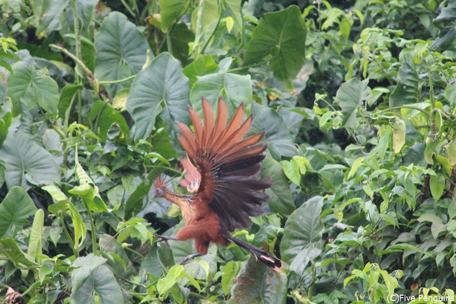 原始的な姿の珍鳥ツメバケイ＜マハイカ川周辺＞