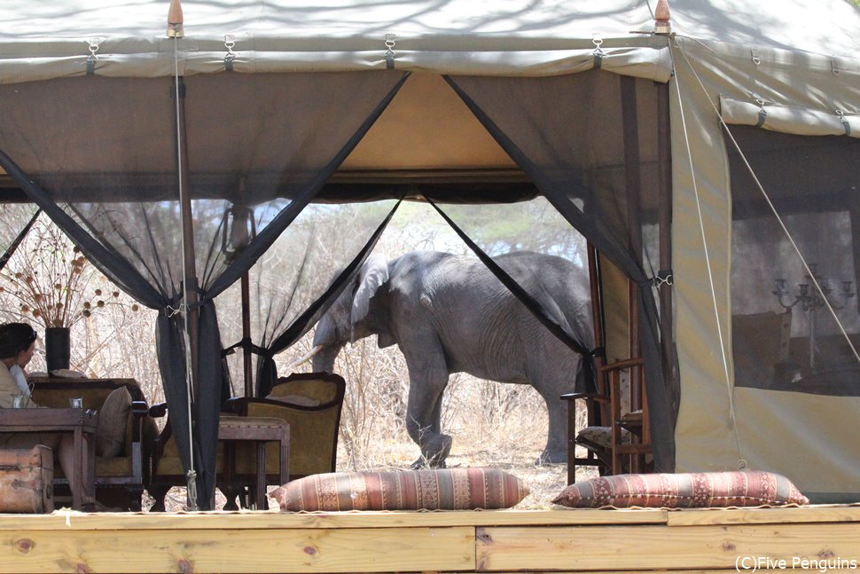ダイニングテントでのランチ中、象がやって来た！！