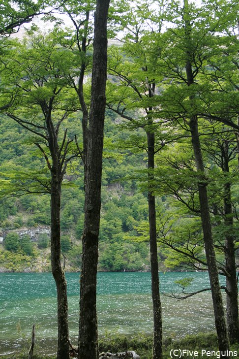 デシエルト湖畔は森！