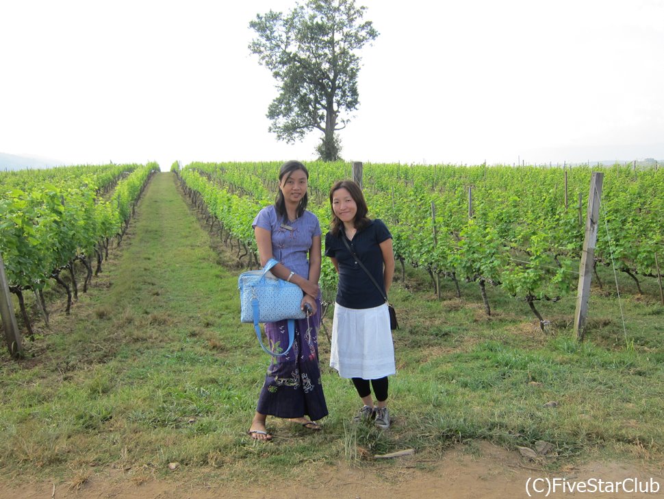 ミャンマーでこんなブドウ畑を観れるとは！