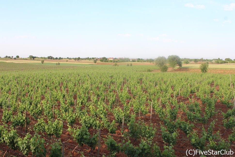 パムッカレのワイナリー「SARAPLARI」のブドウ畑