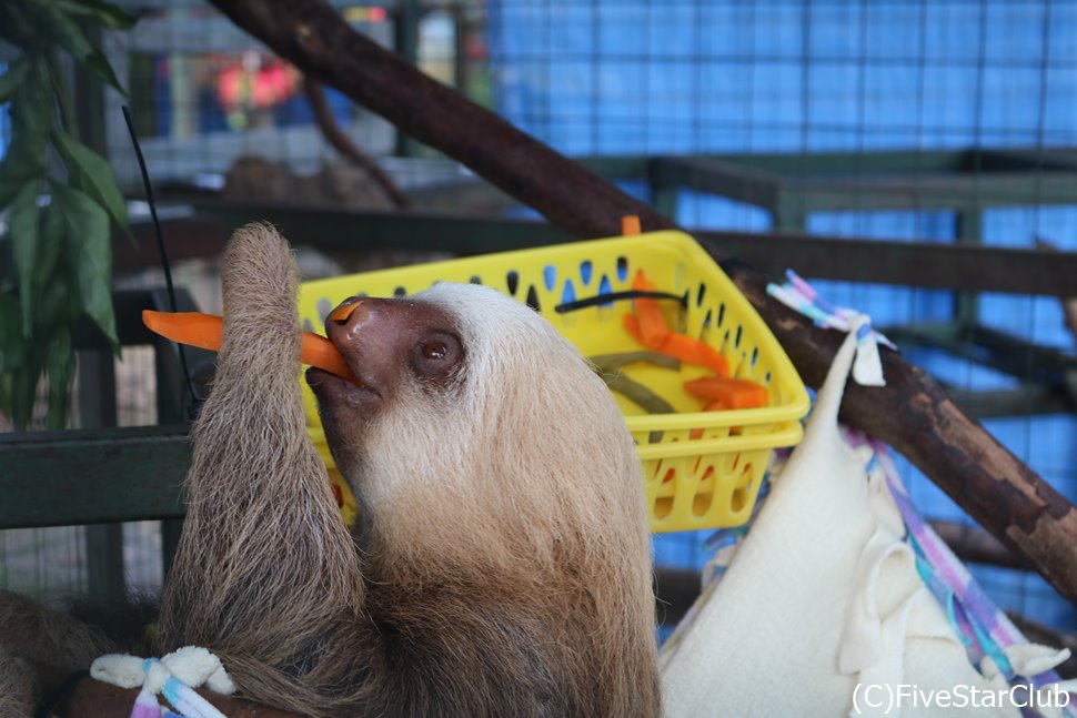 近くでナマケモノを見れるのもコスタリカならでは