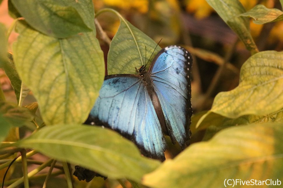 鮮やかなモルフォ蝶もコスタリカの名物