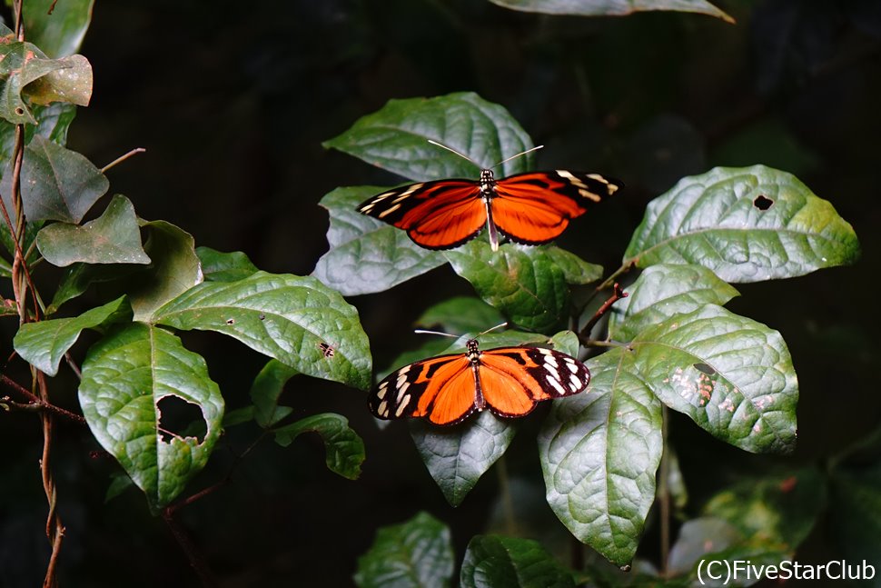 オレンジが美しいFIVE SPOTTED LONGWING