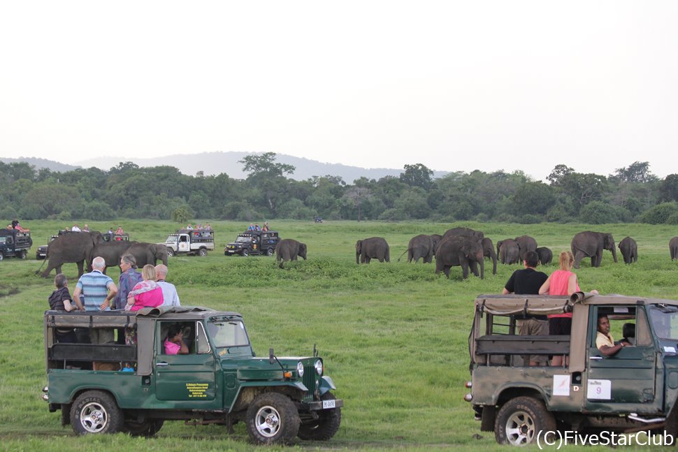 ジープサファリで、象の群れに遭遇