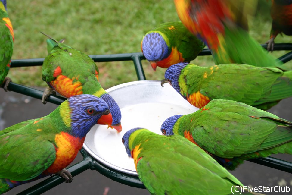 七色インコのロリキートなどたくさんの動物に出会える