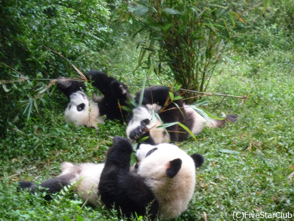 一生懸命笹を食べる子パンダ達