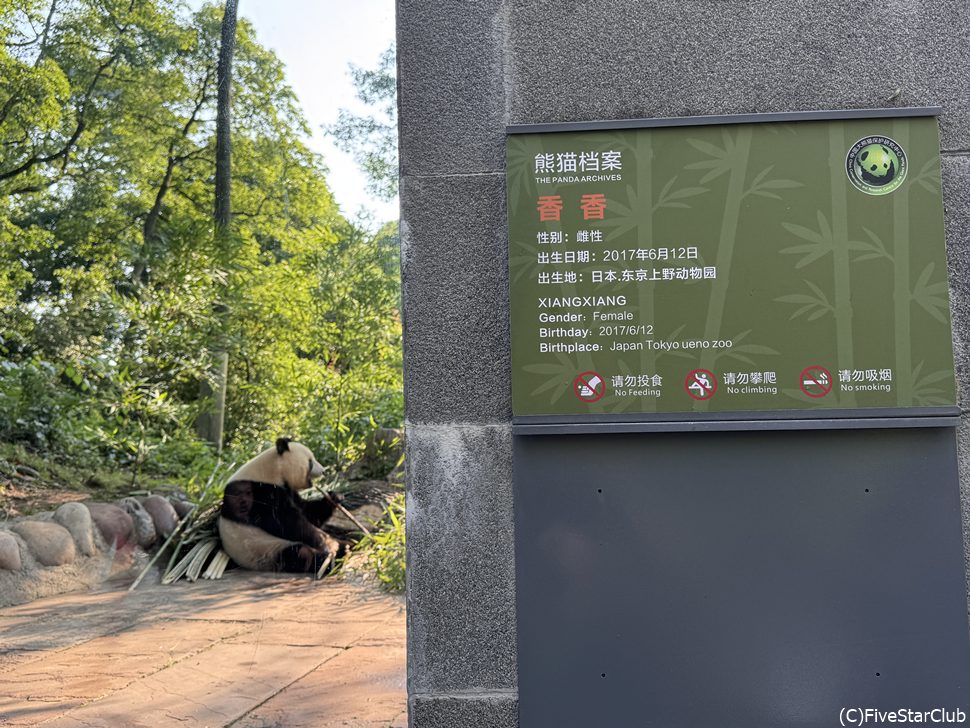 中国でも大人気のシャンシャン