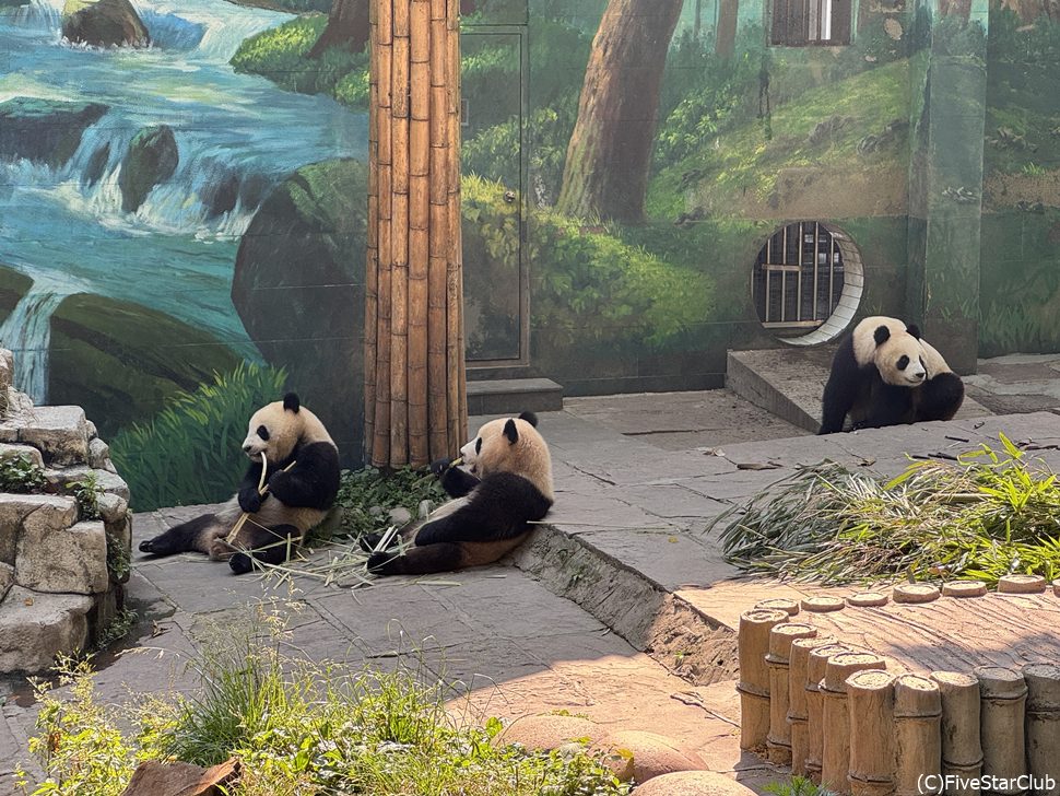 雅安碧峰峡パンダ基地 親子パンダ＜雅安＞