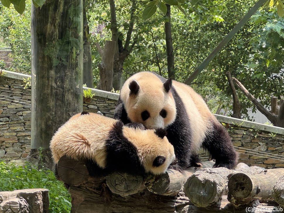 じゃれあう親子パンダ