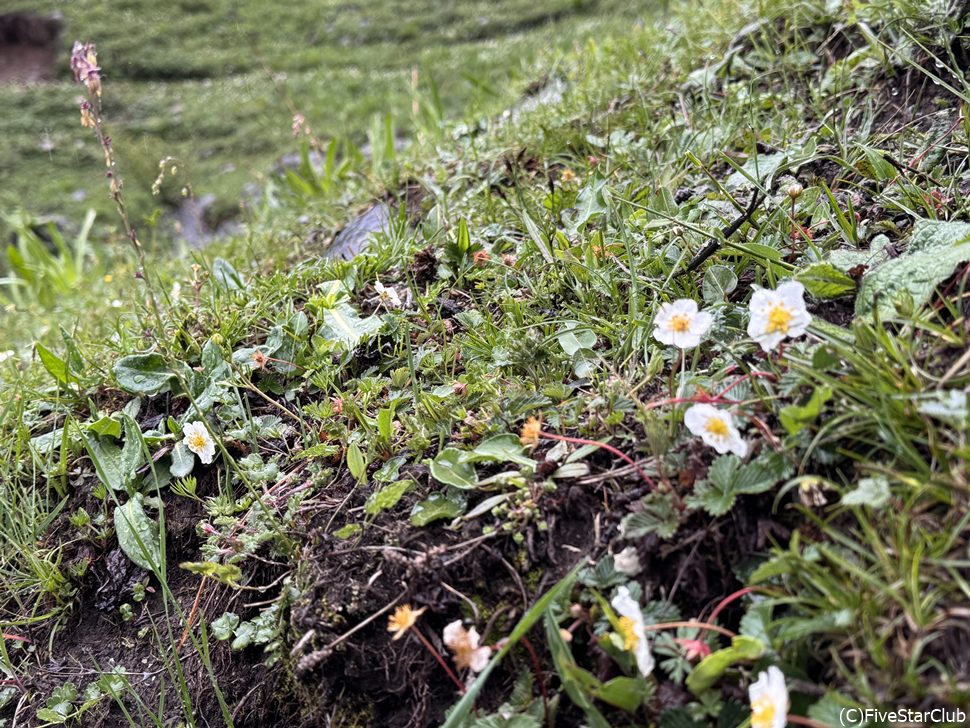 ハイキング途中で見つけた高山植物