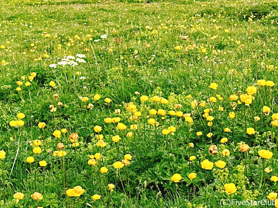 高山植物のシーズンは7月