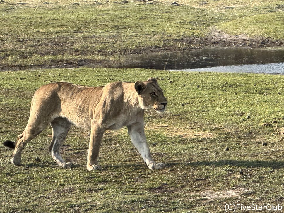 他のサファリカーに出会うことも少ないから、ライオンも近くで独占